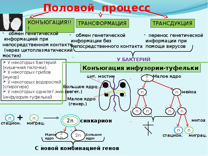 Половое размножение развитие половых клеток презентация