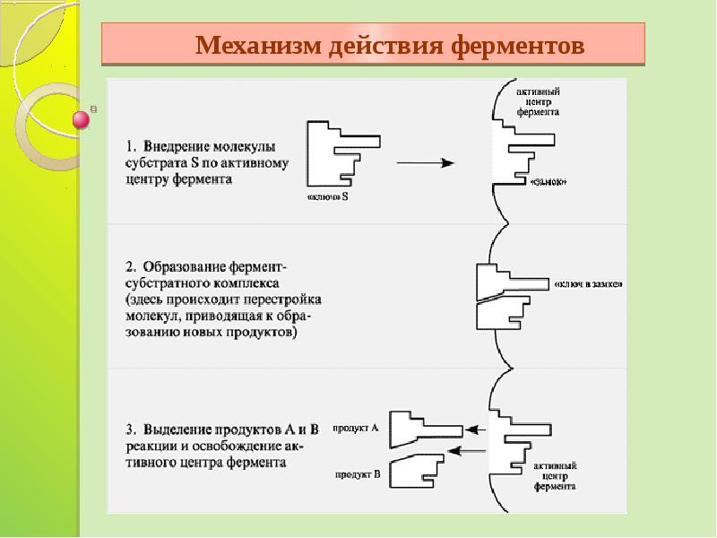 Схема работы фермента