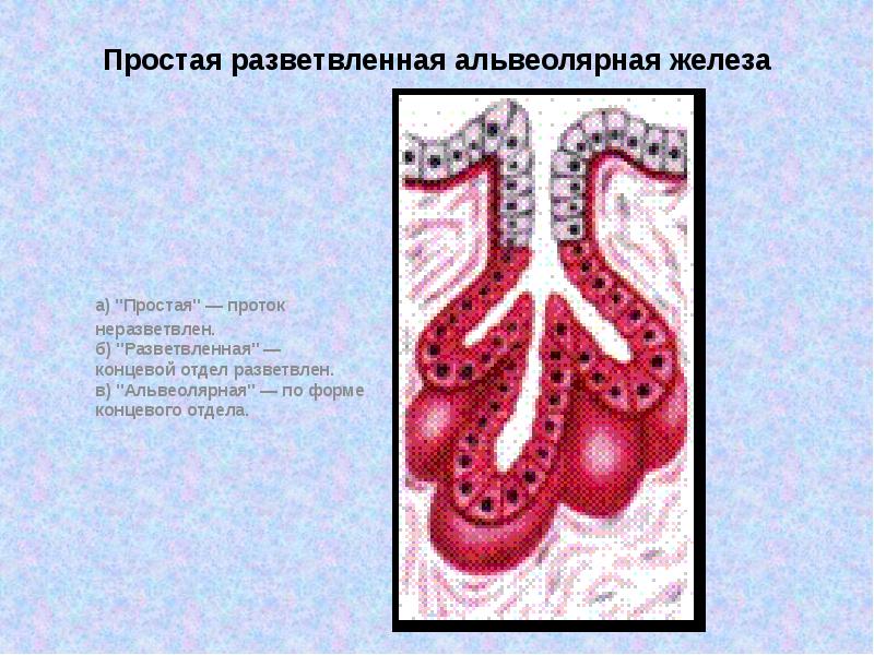 Рисунки по гистологии