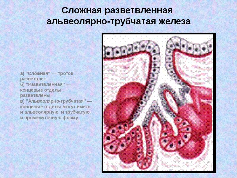 Рисунки по гистологии