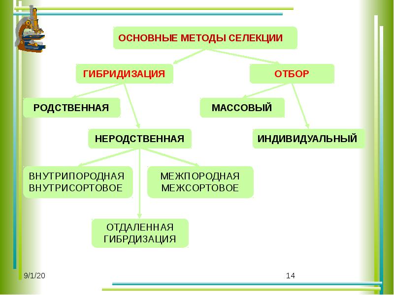 Селекция основные методы и достижения презентация