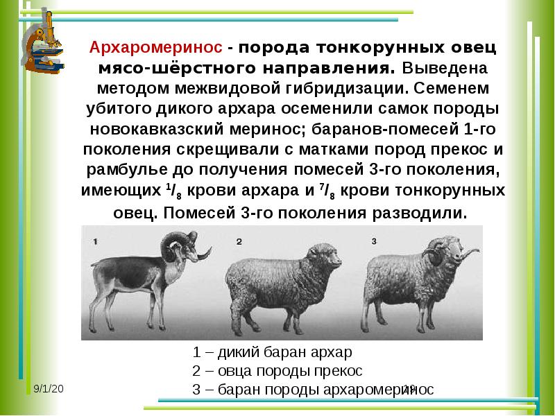 Основой селекции является. Породы овец мясо-шерстного направления. Тонкорунные породы овец. Генетика теоретическая основа селекции. Породы овец шерстного направления.