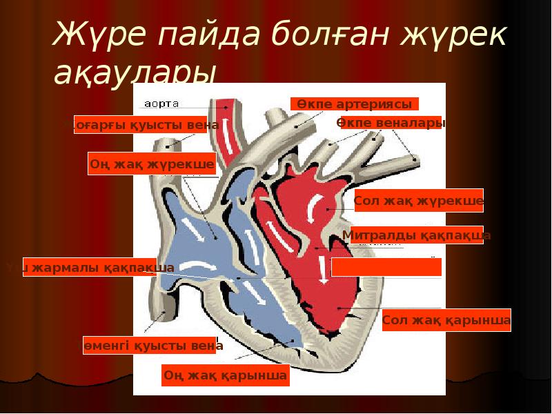 Оң жақ және сол жақ. Жүрекше. Журекше.