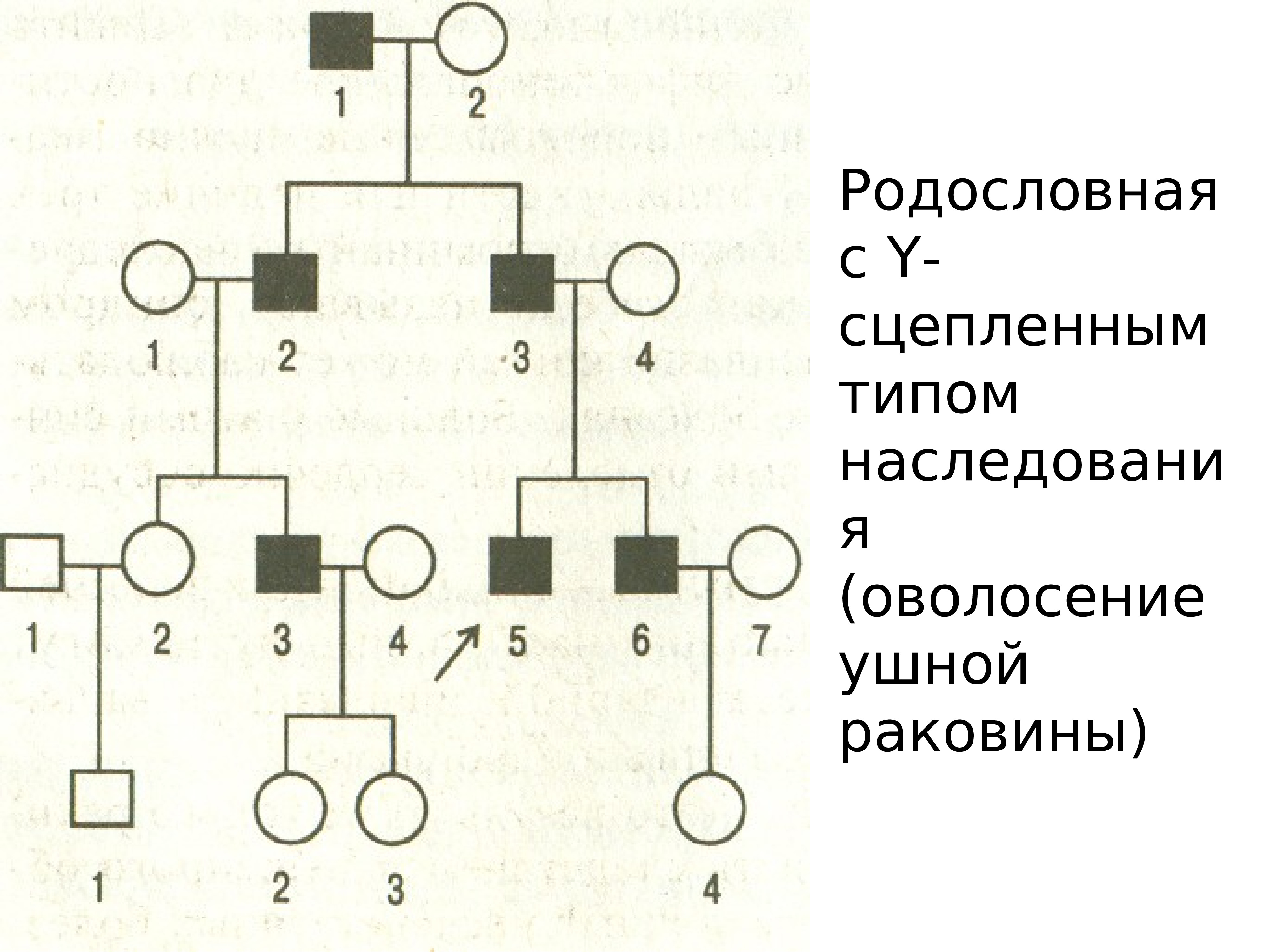 Типы наследования