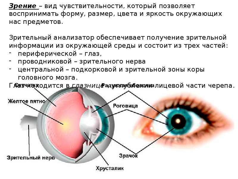 Анализаторы зрения презентация 8 класс биология