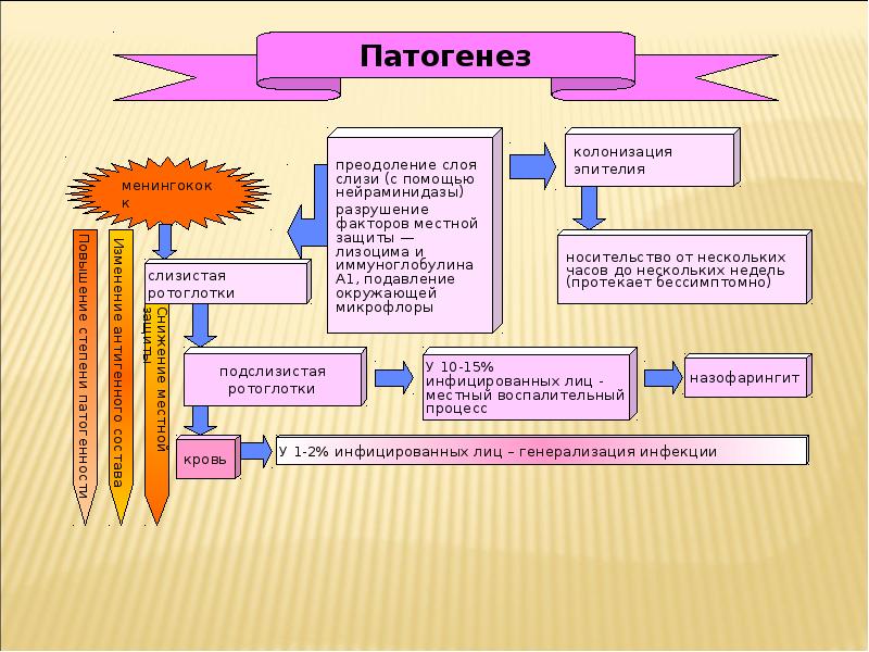 Менингококковая инфекция патогенез схема