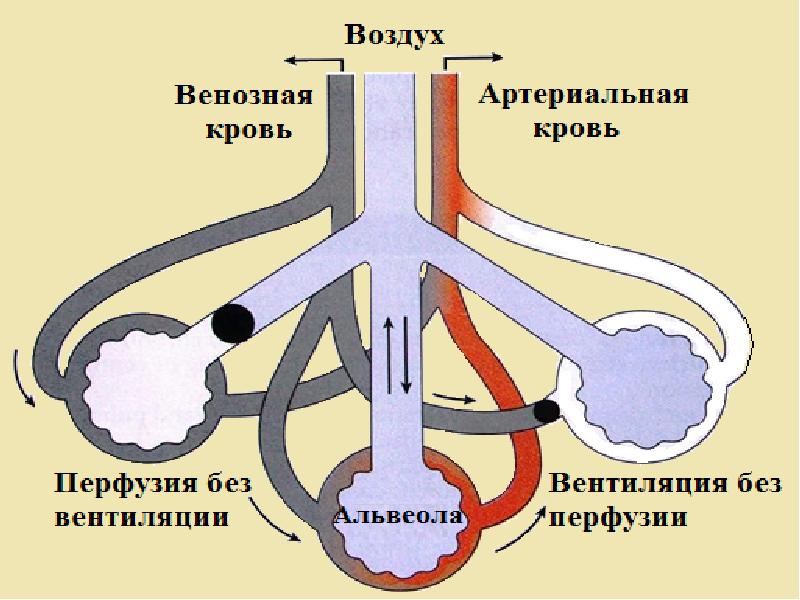 Прохождение воздуха. Аппарат внешнего дыхания. Структура и функция аппарата внешнего дыхания. Перфузия альвеол. Перфузия в альвеолах легких.