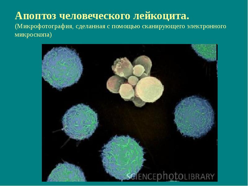 Онкогенные вирусы микробиология презентация