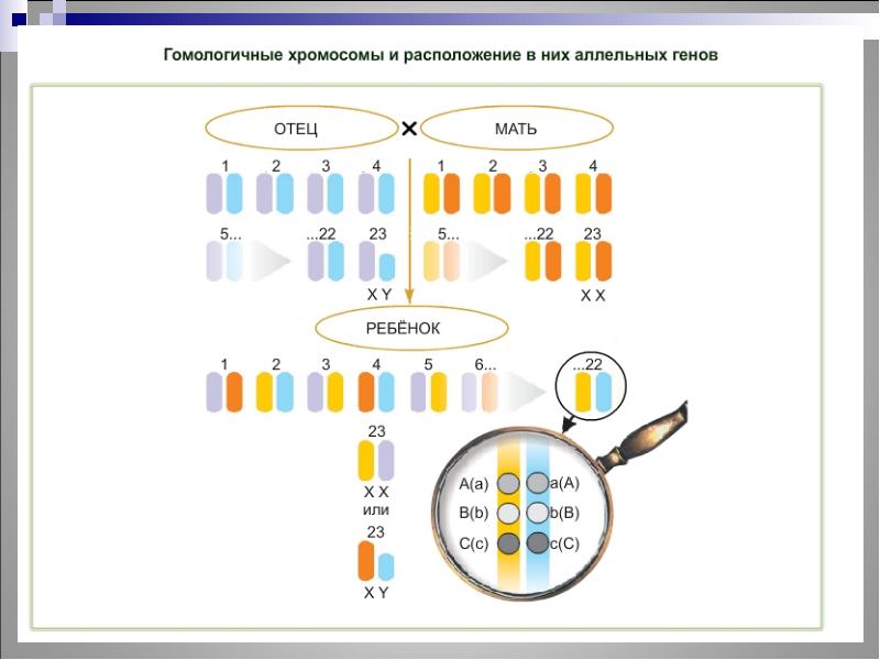 Схема взаимного расположения генов в хромосоме это