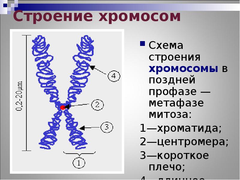 Нуклеосомное строение хромосомы. Нуклеосомное строение хромосомы