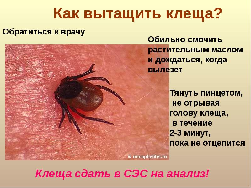 Осторожно, клещи! - презентация, доклад, проект