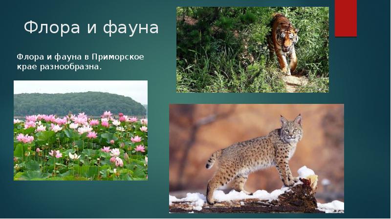 Флора и фауна презентация