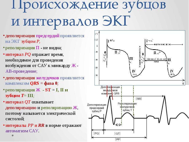 Нарушение процесса миокарда. ЭКГ деполяризация и реполяризация. ЭКГ QRS деполяризация. Происхождение зубца р на ЭКГ. Преждевременная деполяризация желудочков на ЭКГ.