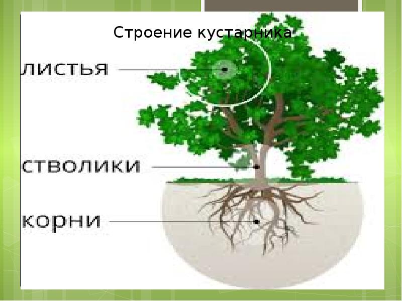 Как называется наука изучающая строение растений