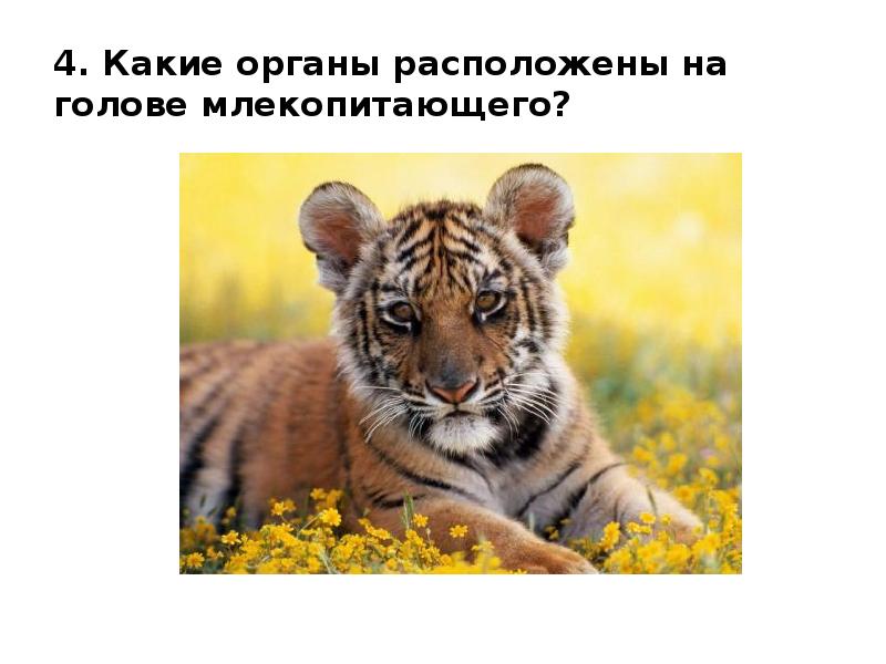 4. Какие органы расположены на голове млекопитающего? 4. Какие органы расположены на голове млекопитающего?