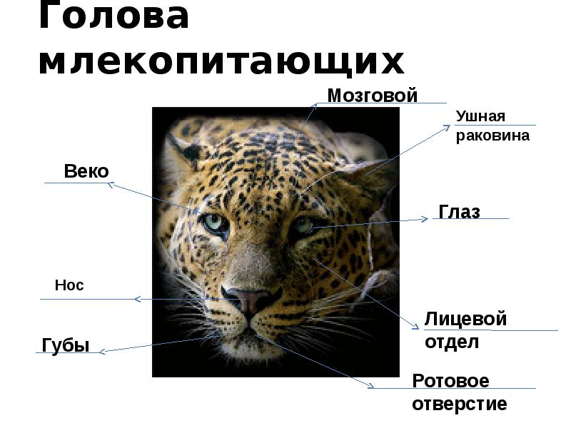 Голова млекопитающих Голова млекопитающих
