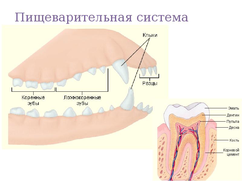Пищеварительная система Пищеварительная система