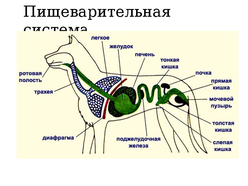 Пищеварительный тракт млекопитающих схема