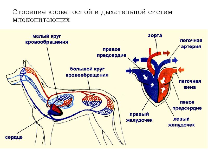 Строение кровеносной и дыхательной систем млекопитающих Строение кровеносной и дыхательной систем млекопитающих