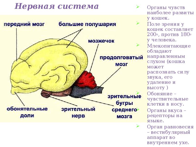 Нервная система
Органы чувств наиболее развиты у кошек.
Поле зрения Нервная система
Органы чувств наиболее развиты у кошек.
Поле зрения