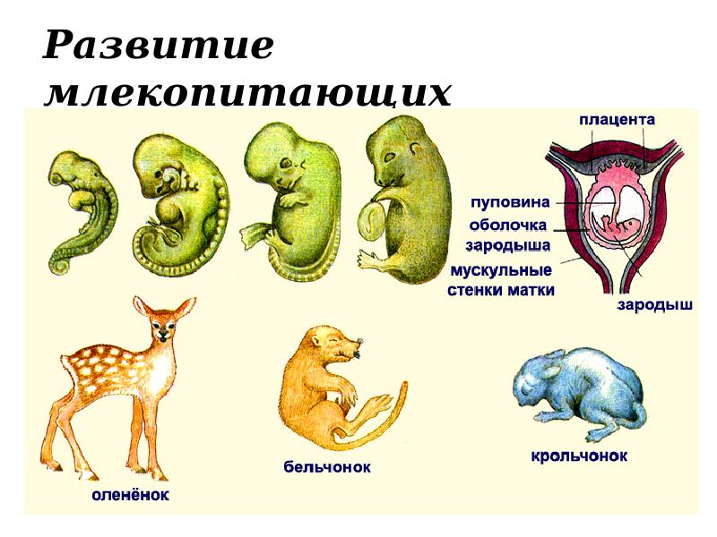 К какому отряду млекопитающих относится животное изображенное на рисунке