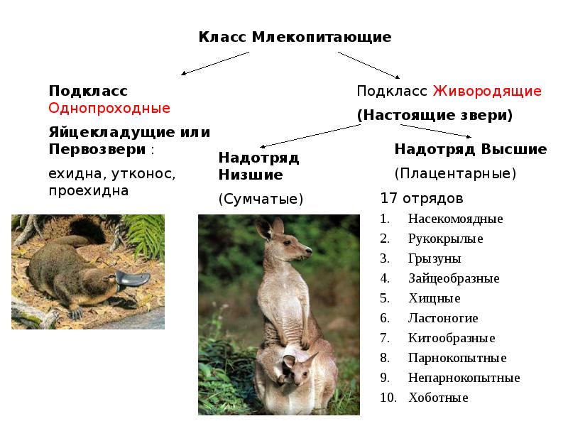 Общая характеристика млекопитающих презентация