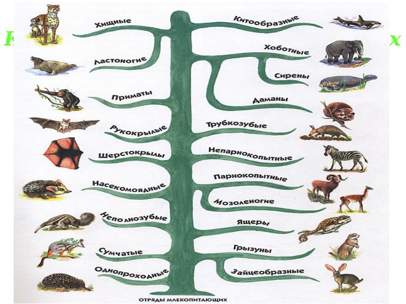 Классификация млекопитающих Классификация млекопитающих