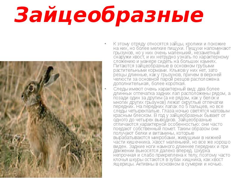 Зайцеобразные
К этому отряду относятся зайцы, кролики и похожие на них, Зайцеобразные
К этому отряду относятся зайцы, кролики и похожие на них,