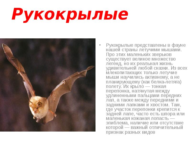 Рукокрылые
Рукокрылые представлены в фауне нашей страны летучими мышами. Про этих Рукокрылые
Рукокрылые представлены в фауне нашей страны летучими мышами. Про этих