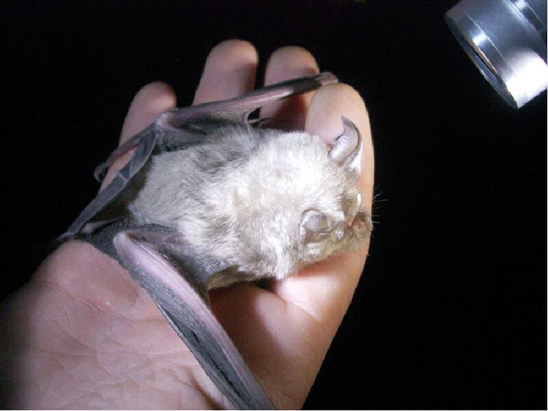 Летающие млекопитающие Летающие млекопитающие