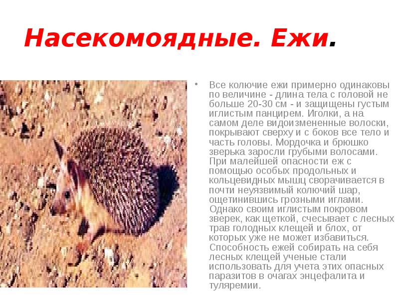 Насекомоядные. Ежи.
Все колючие ежи примерно одинаковы по величине - длина Насекомоядные. Ежи.
Все колючие ежи примерно одинаковы по величине - длина