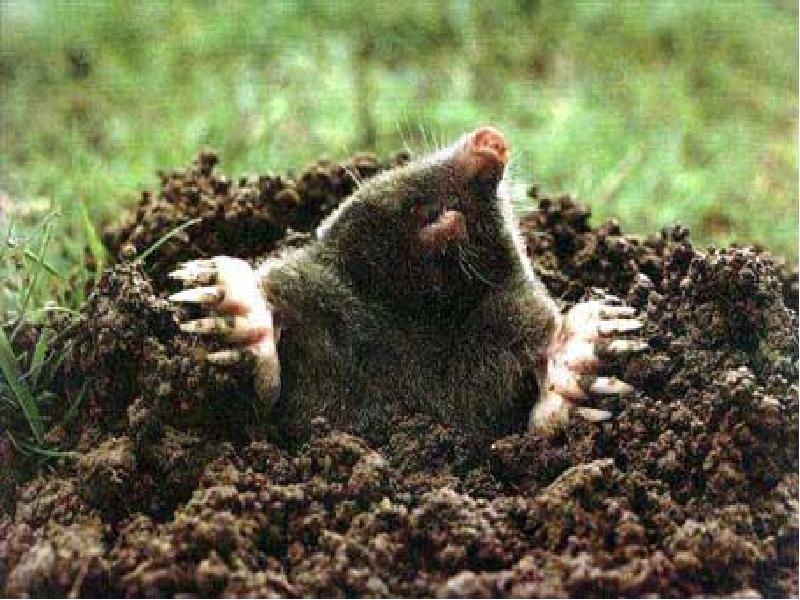 Подземные млекопитающие Подземные млекопитающие