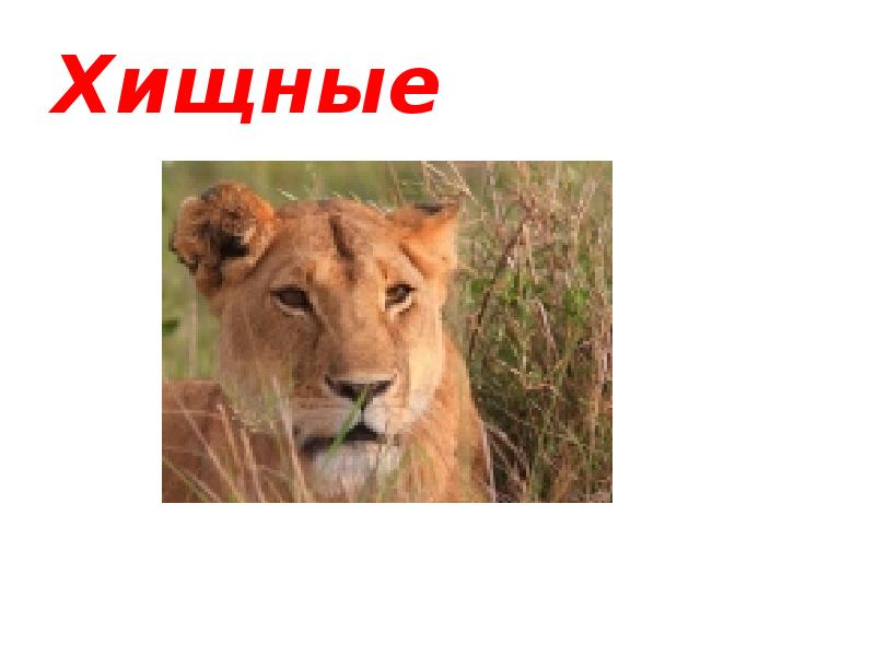 Хищные Хищные