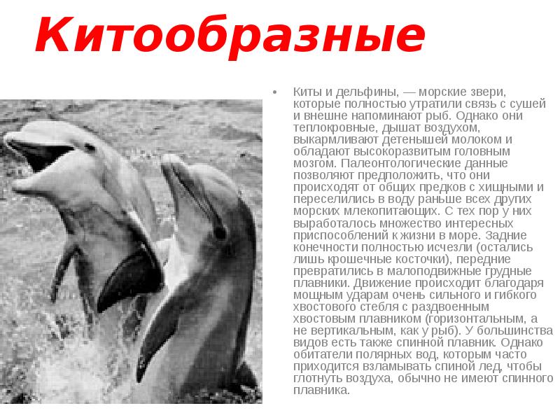 Китообразные
Киты и дельфины, — морские звери, которые полностью утратили связь Китообразные
Киты и дельфины, — морские звери, которые полностью утратили связь