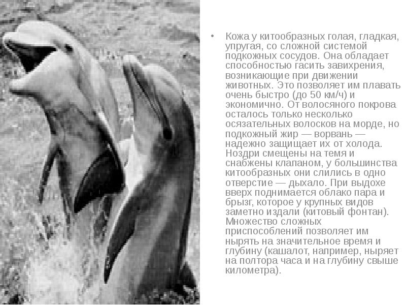 Кожа у китообразных голая, гладкая, упругая, со сложной системой подкожных сосудов. Кожа у китообразных голая, гладкая, упругая, со сложной системой подкожных сосудов.