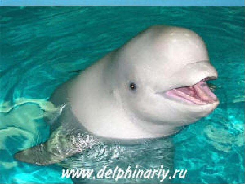 Водные млекопитающие Водные млекопитающие