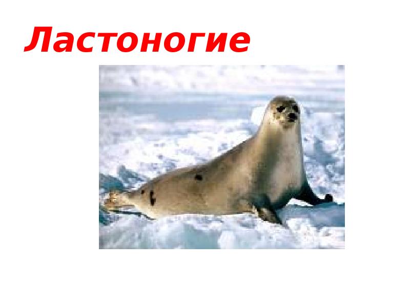 Ластоногие Ластоногие