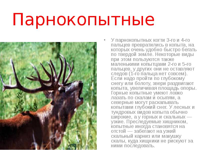Парнокопытные
У парнокопытных когти 3-го и 4-го пальцев превратились в копыта, Парнокопытные
У парнокопытных когти 3-го и 4-го пальцев превратились в копыта,