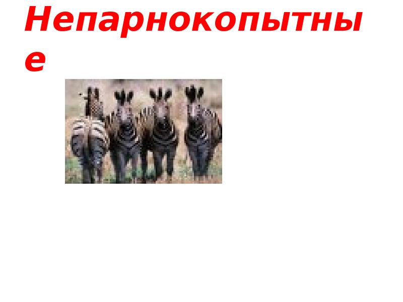 Непарнокопытные Непарнокопытные