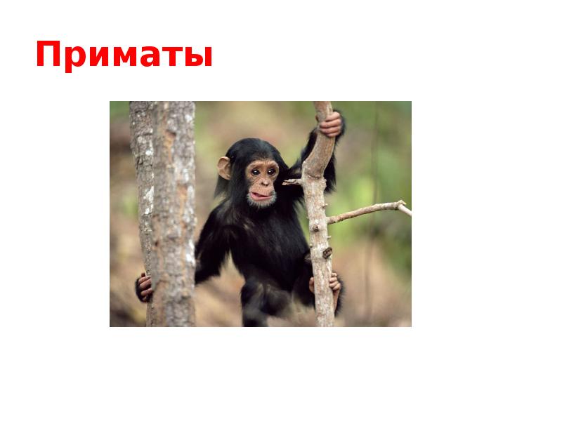 Приматы Приматы
