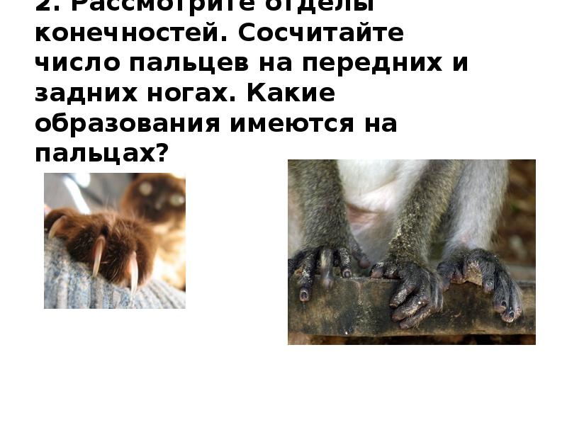 2. Рассмотрите отделы конечностей. Сосчитайте число пальцев на передних и задних ногах. 2. Рассмотрите отделы конечностей. Сосчитайте число пальцев на передних и задних ногах.