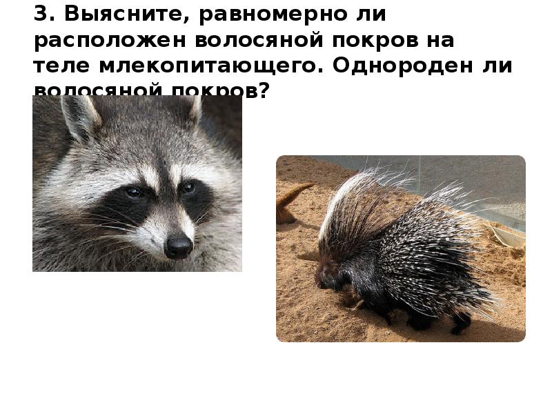 3. Выясните, равномерно ли расположен волосяной покров на теле млекопитающего. Однороден ли 3. Выясните, равномерно ли расположен волосяной покров на теле млекопитающего. Однороден ли