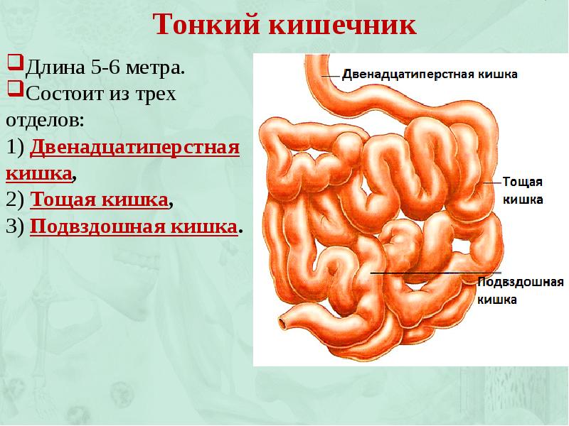 Где находится тонкая кишка у человека фото