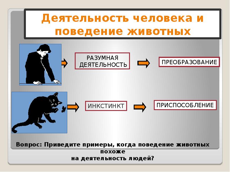 Отличие деятельности человека от животного