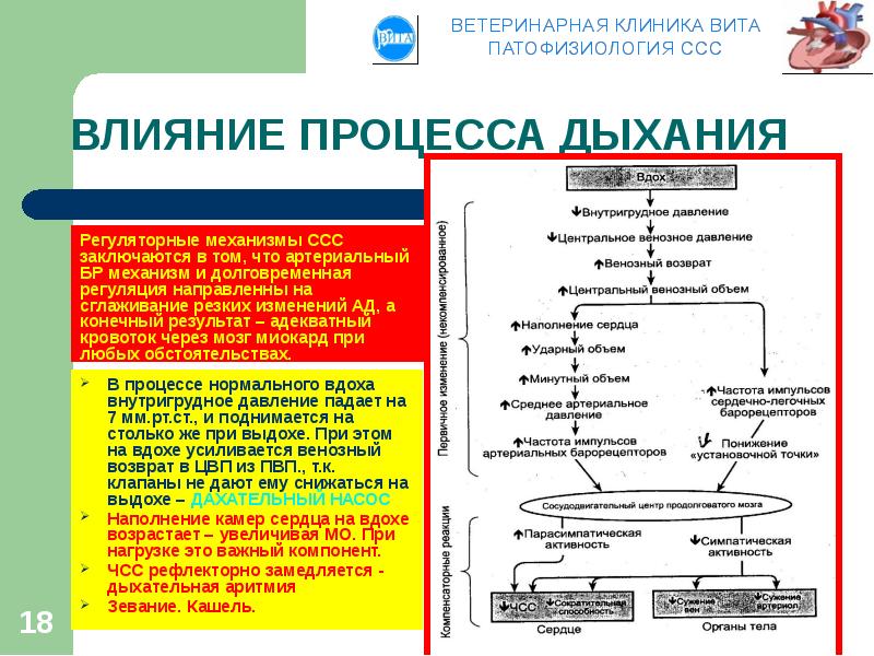 Как происходит регуляция артериального давления ад при повышении ад схема