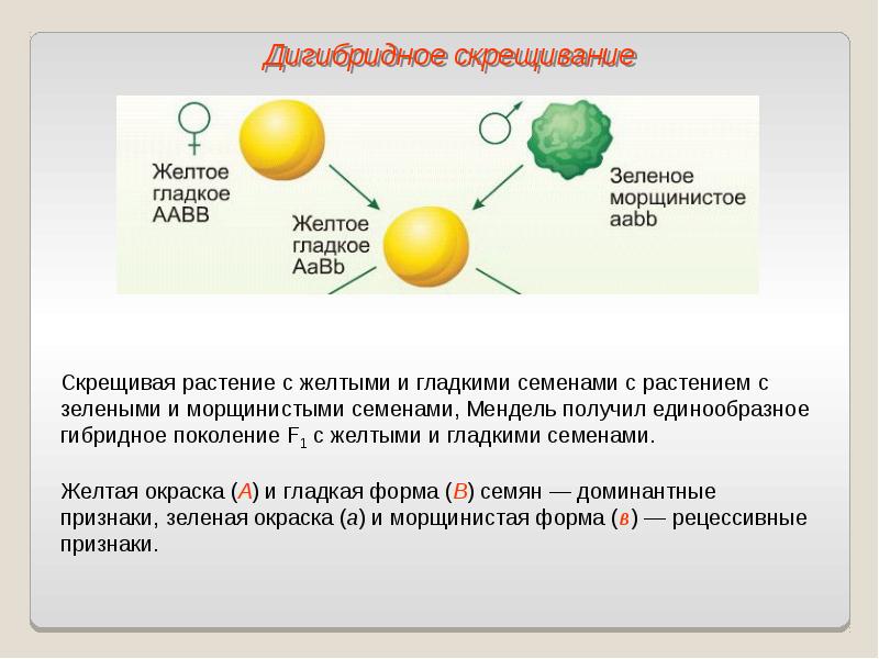 3 закон менделя презентация