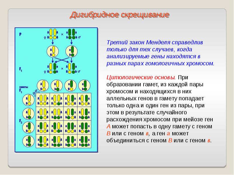 3 закон менделя презентация