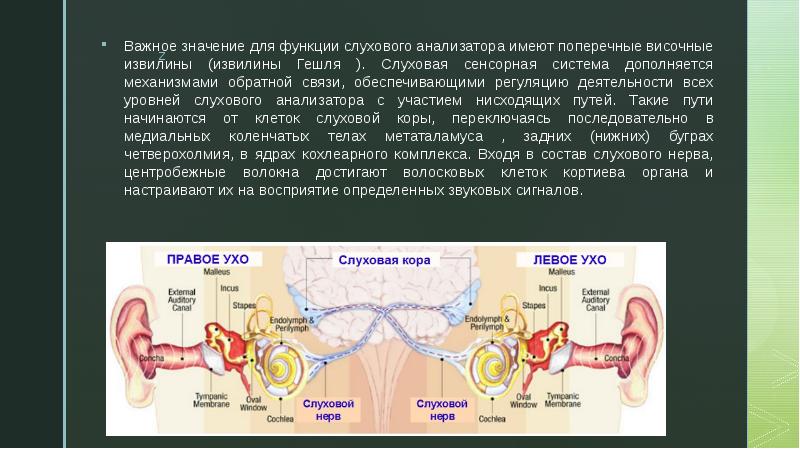 Физиология слухового анализатора презентация