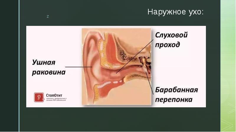 Презентация наружное ухо