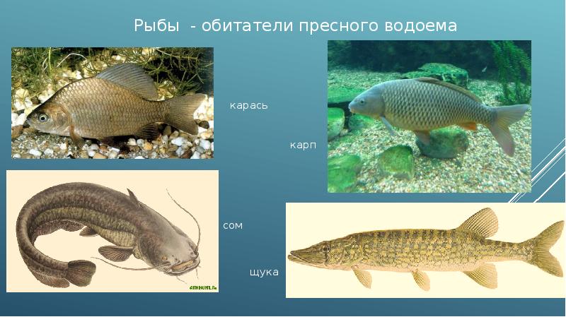 Пресный водоем обитатели пресных водоемов 2 класс 21 век презентация